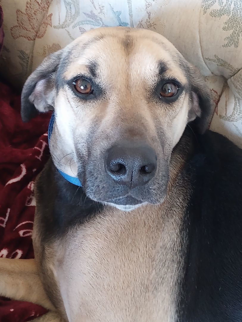 Enlarge Chip- the Most Incredible Personality!, a Adoptable mixed breed in St. Louis, MO image 5/6