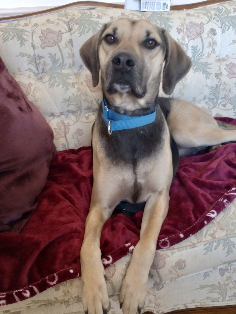 Enlarge Chip- the Most Incredible Personality!, a Adoptable mixed breed in St. Louis, MO image 4/6