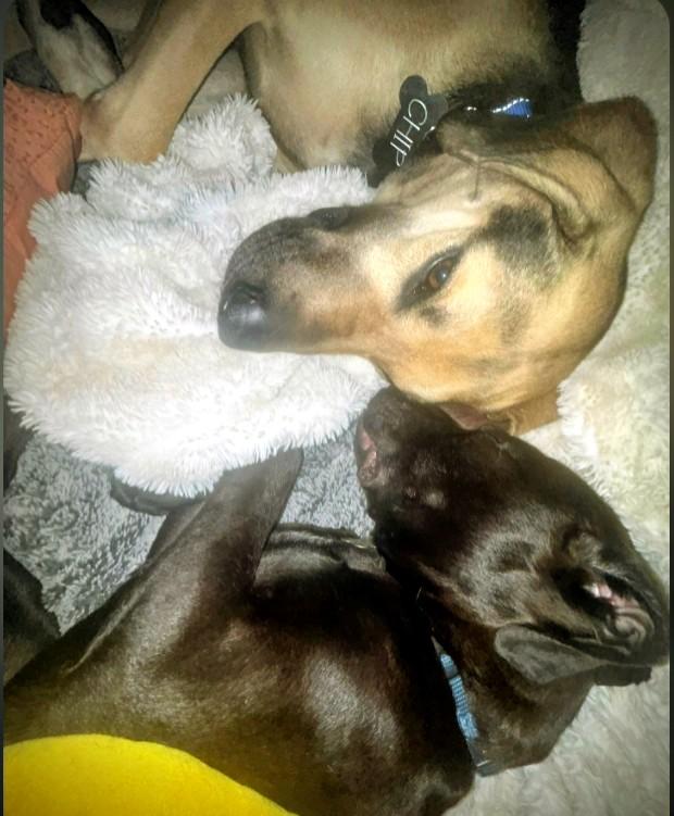 Enlarge Chip- the Most Incredible Personality!, a Adoptable mixed breed in St. Louis, MO image 3/6