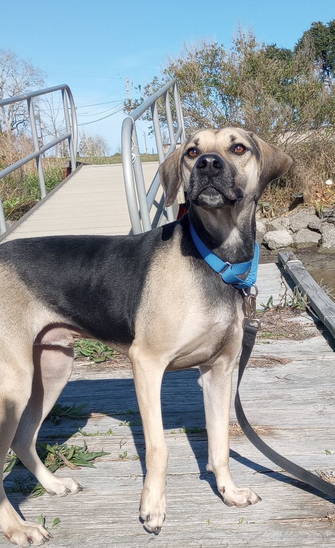 Chip- the Most Incredible Personality!, Adoptable, Young Male Hound & Labrador Retriever.