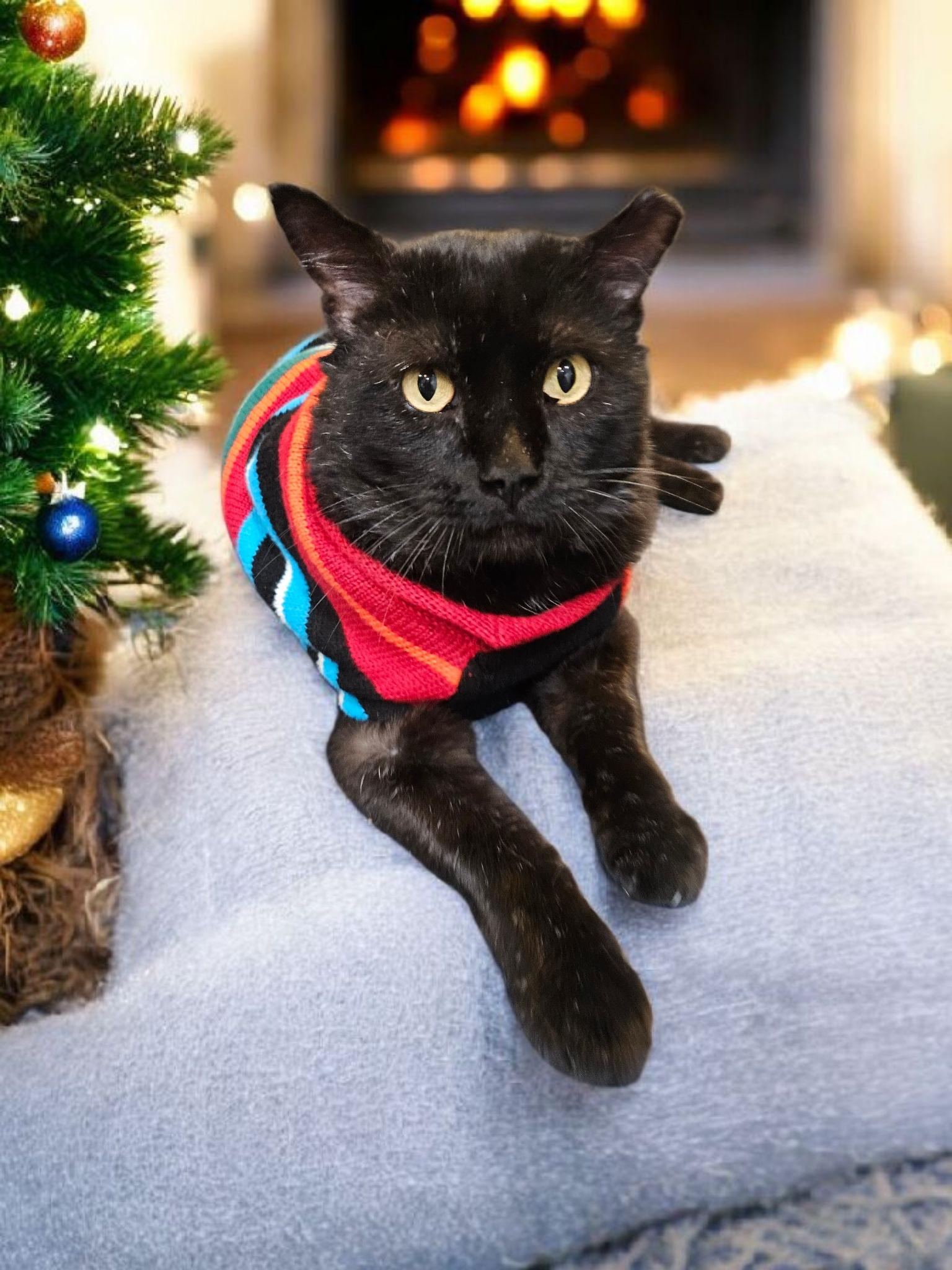 Night Train, ADOPTABLE, Adult Male Domestic Short Hair.