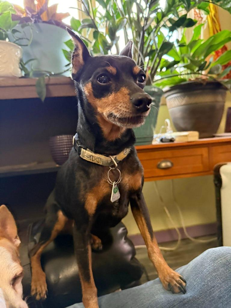 Charlie — thumbnail 2