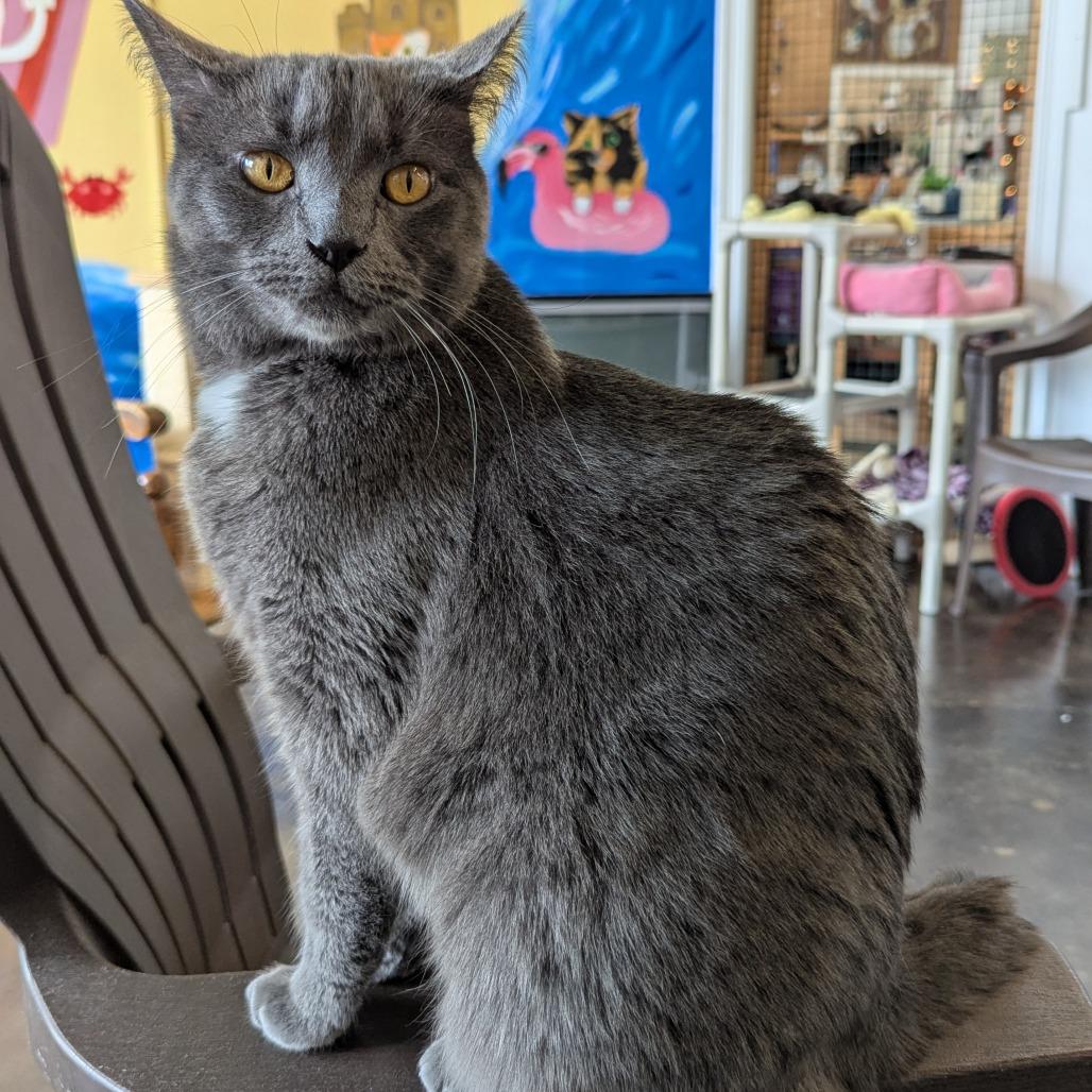 Kit Kat, a Adoptable mixed breed in Tylertown, MS image 2/3