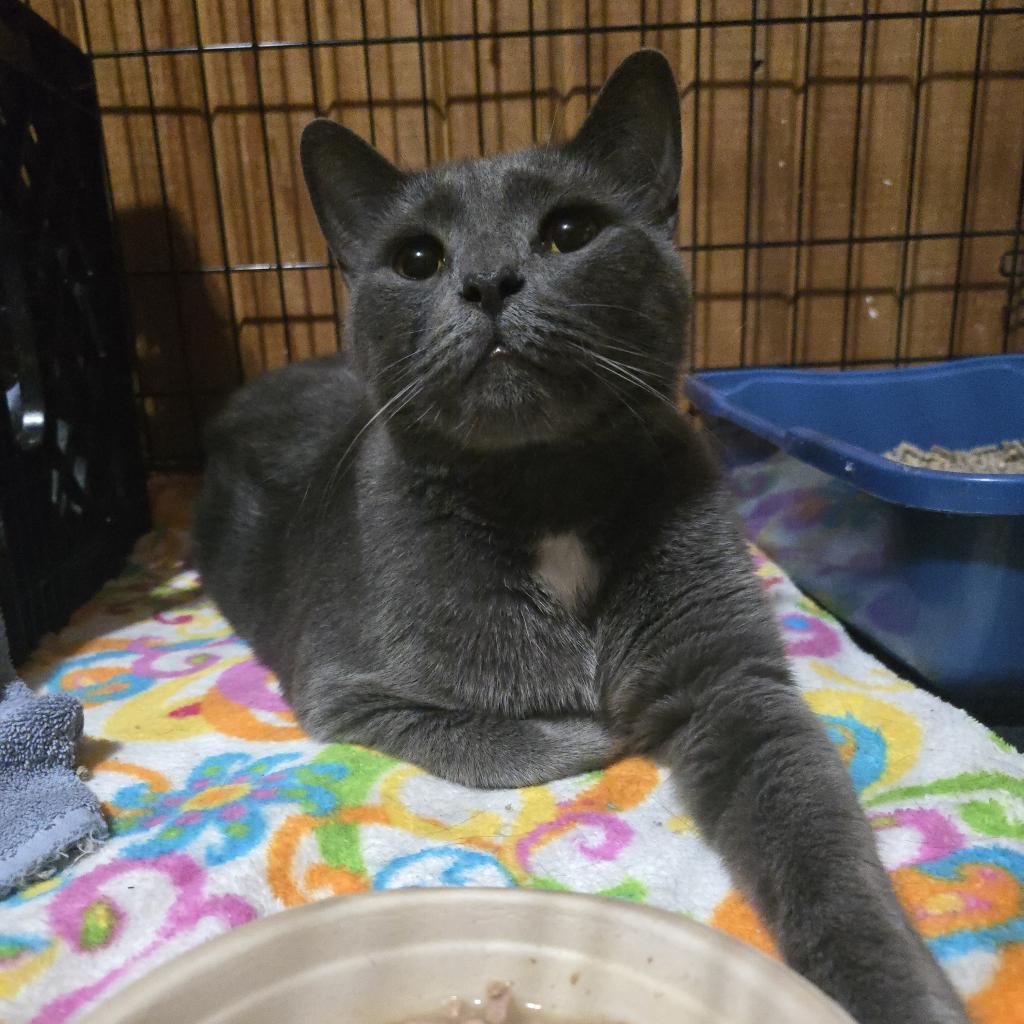 Kit Kat, a Adoptable mixed breed in Tylertown, MS image 3/3