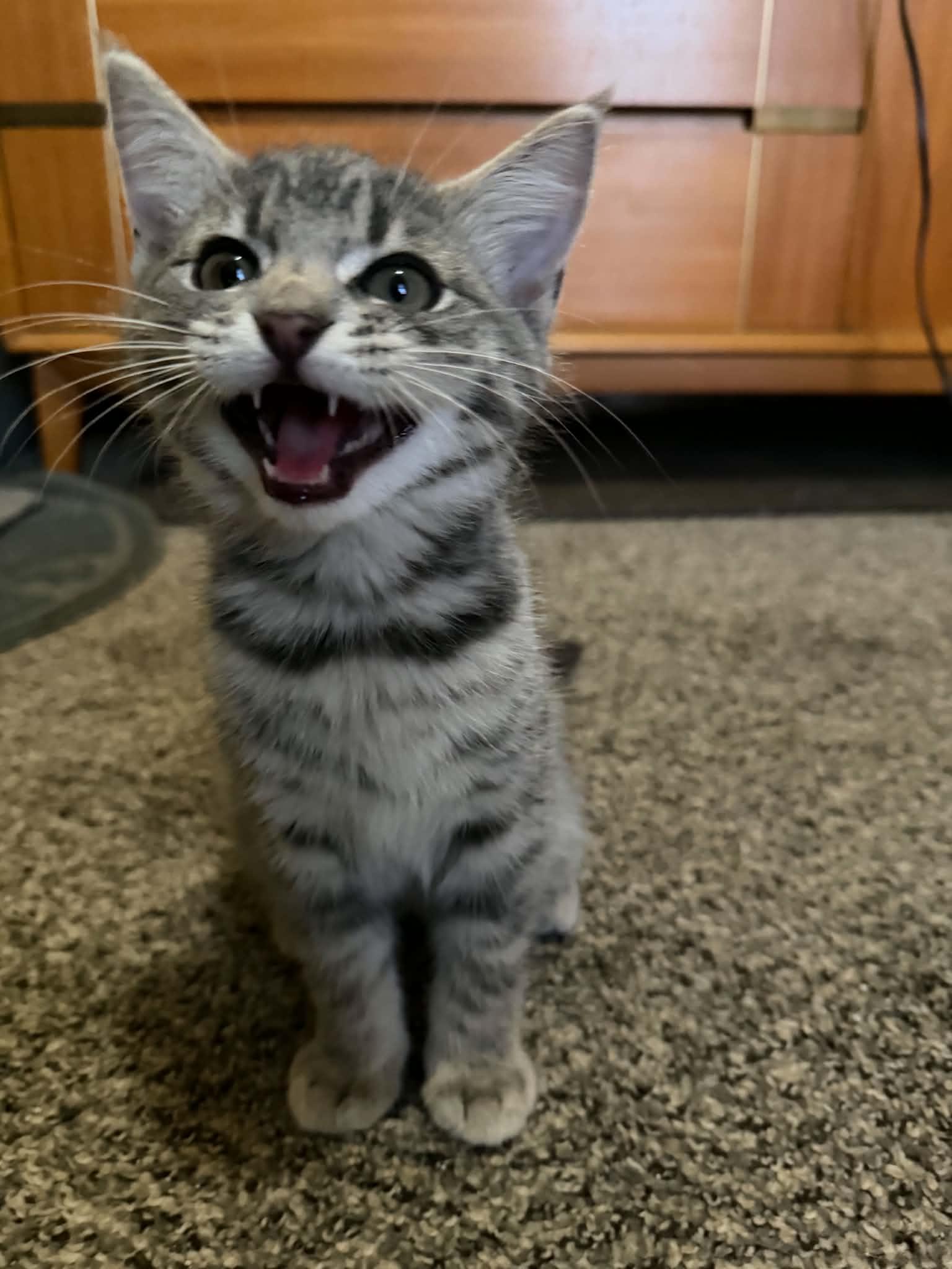 Enlarge Apple Jacks (must adopt with Corn Pops), a Adopted Domestic Short Hair in New Bedford, MA image 5/6