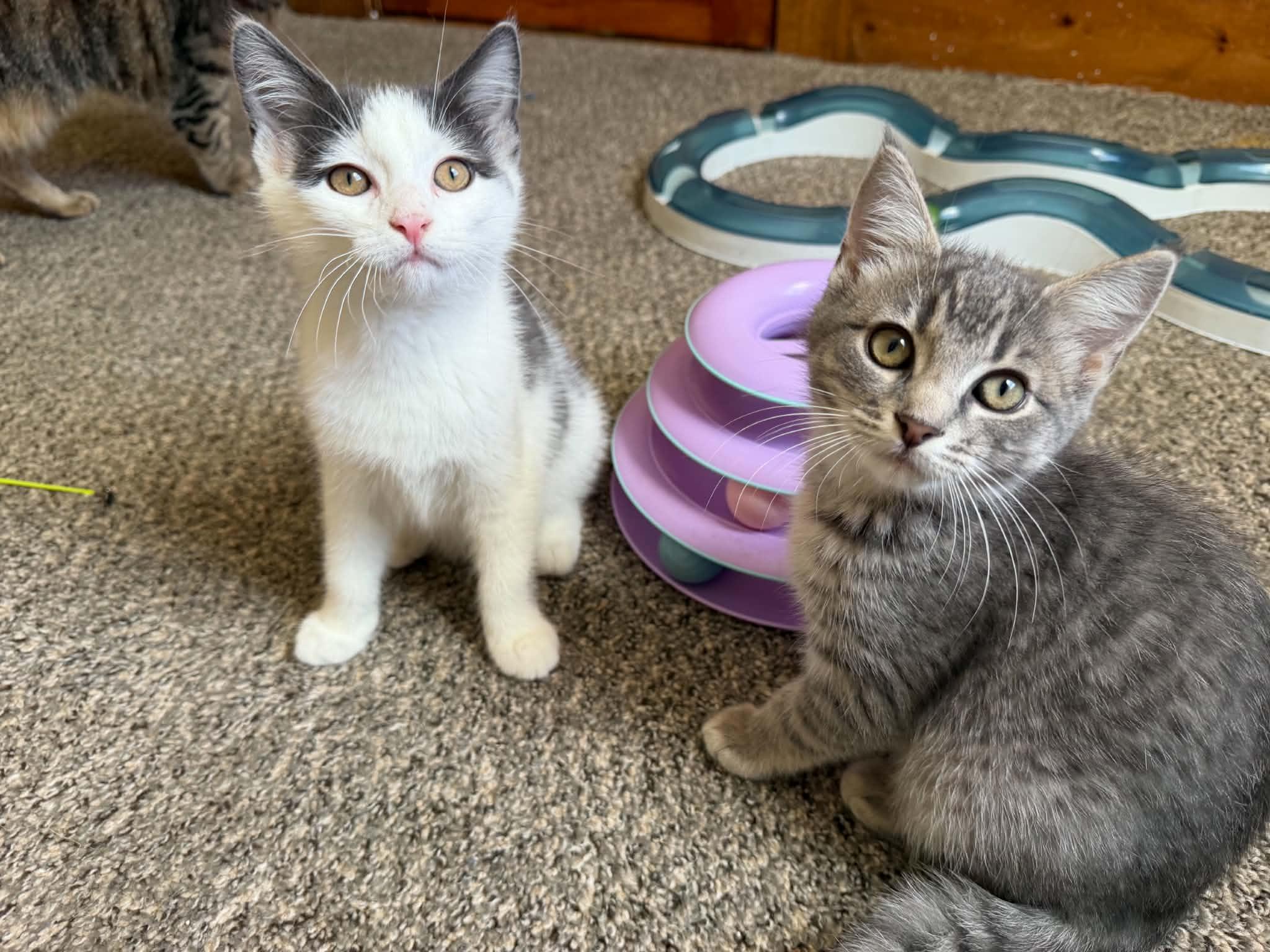 Enlarge Apple Jacks (must adopt with Corn Pops), a Adopted Domestic Short Hair in New Bedford, MA image 4/6