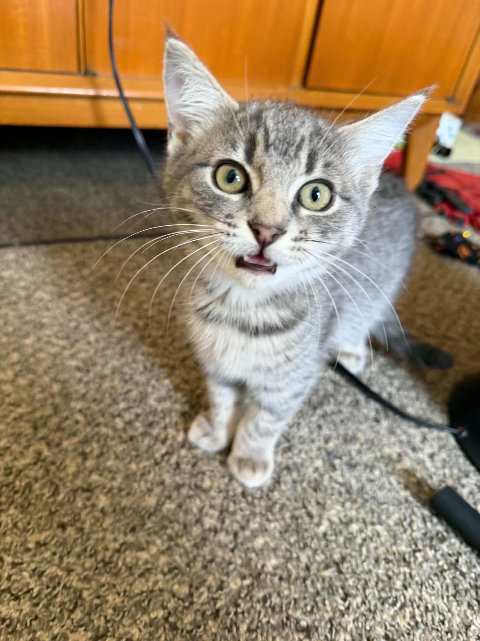 Enlarge Apple Jacks (must adopt with Corn Pops), a Adopted Domestic Short Hair in New Bedford, MA image 6/6