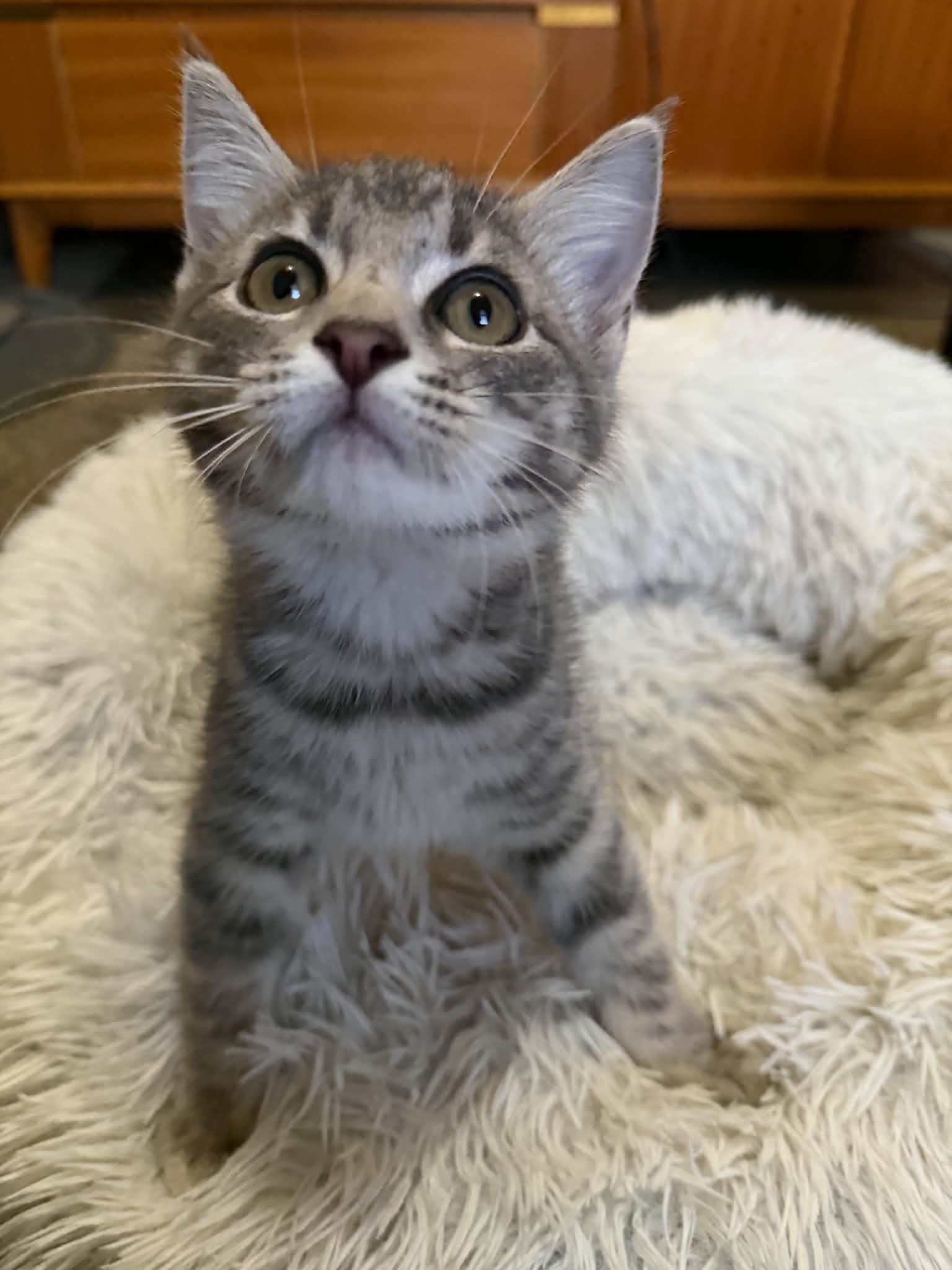 Enlarge Apple Jacks (must adopt with Corn Pops), a Adopted Domestic Short Hair in New Bedford, MA image 3/6