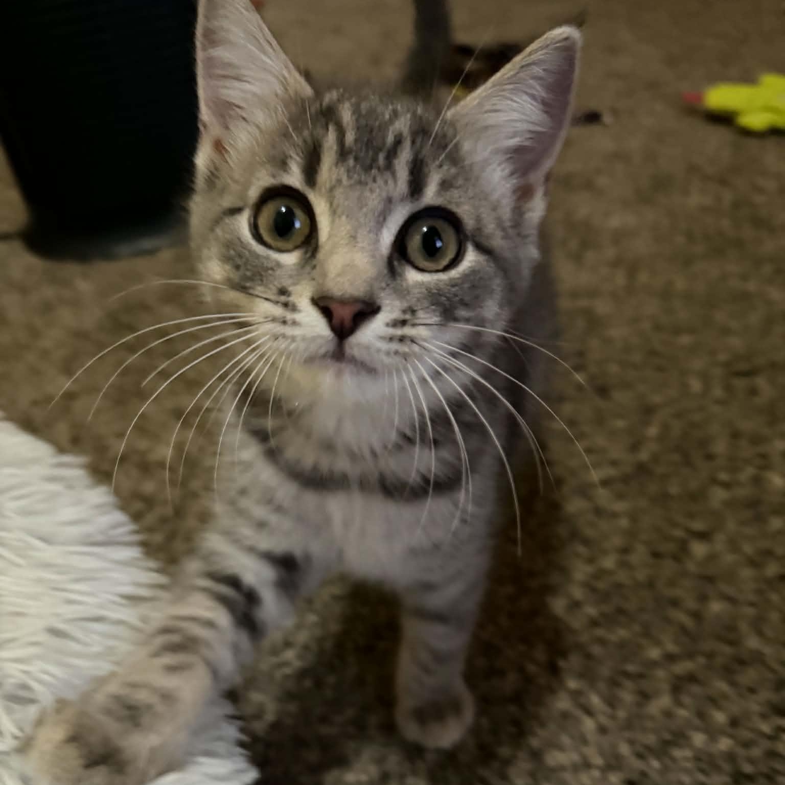 Enlarge Apple Jacks (must adopt with Corn Pops), a Adopted Domestic Short Hair in New Bedford, MA image 1/6