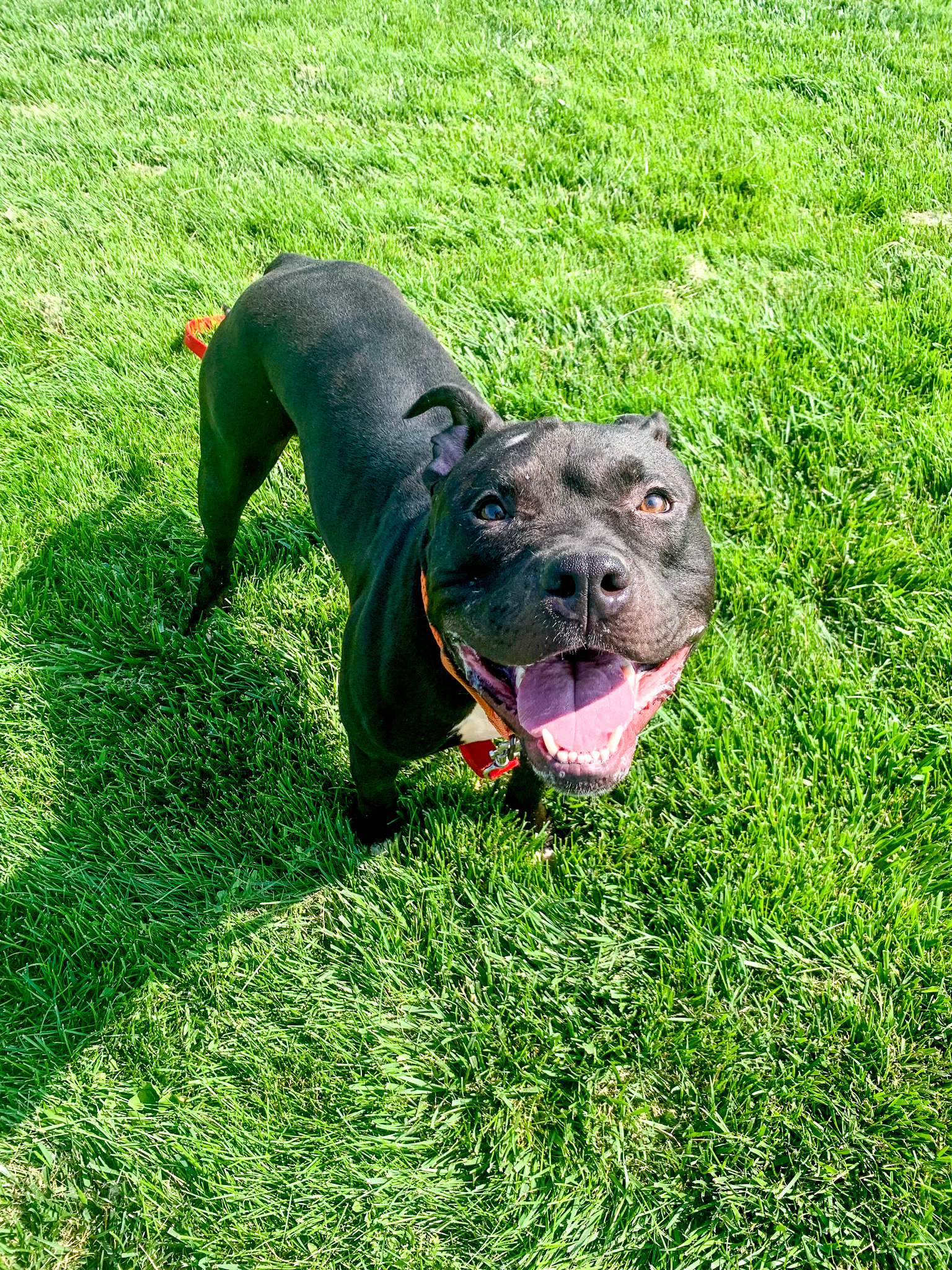 The Duke, a Adoptable mixed breed in Pueblo, CO image 1/10