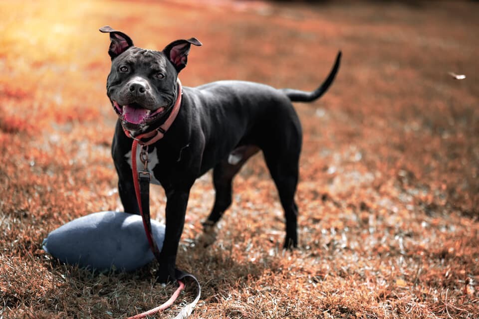The Duke, a Adoptable mixed breed in Pueblo, CO image 2/10