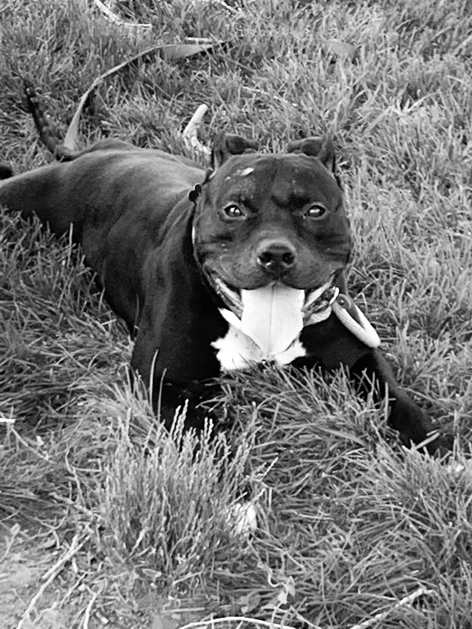 The Duke, a Adoptable mixed breed in Pueblo, CO image 3/10