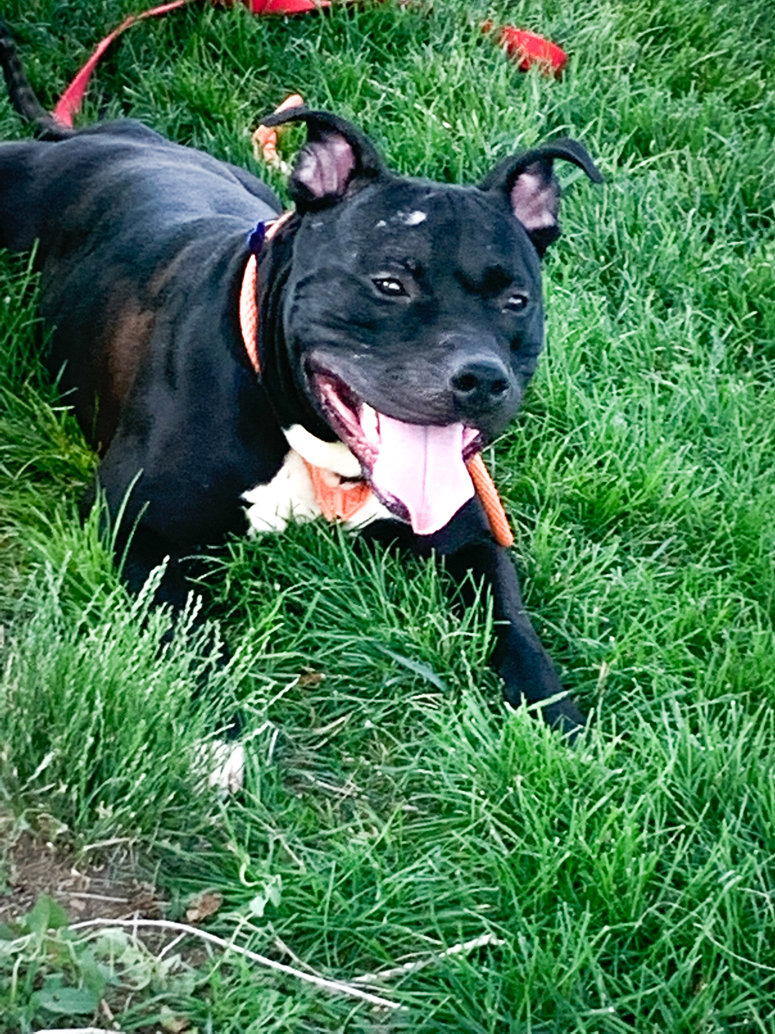 The Duke, a Adoptable mixed breed in Pueblo, CO image 4/10