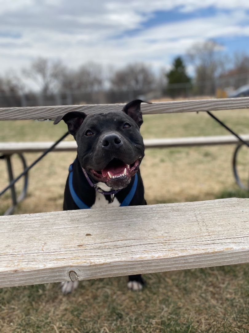 The Duke, a Adoptable mixed breed in Pueblo, CO image 5/10