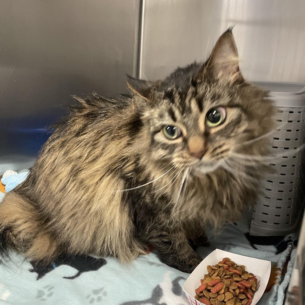 Enlarge Claire, a Adoptable Domestic Long Hair in Spokane, WA image 1/2