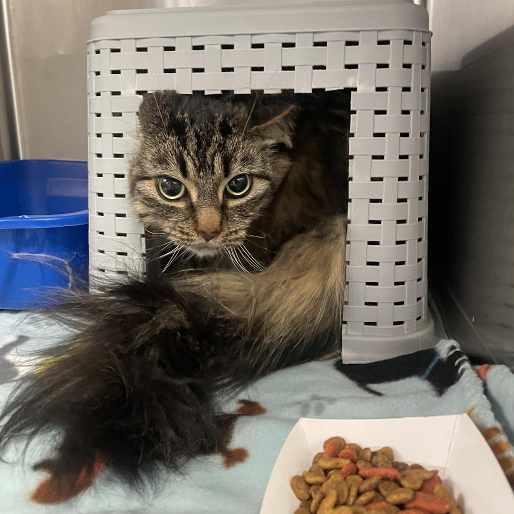 Enlarge Claire, a Adoptable Domestic Long Hair in Spokane, WA image 2/2