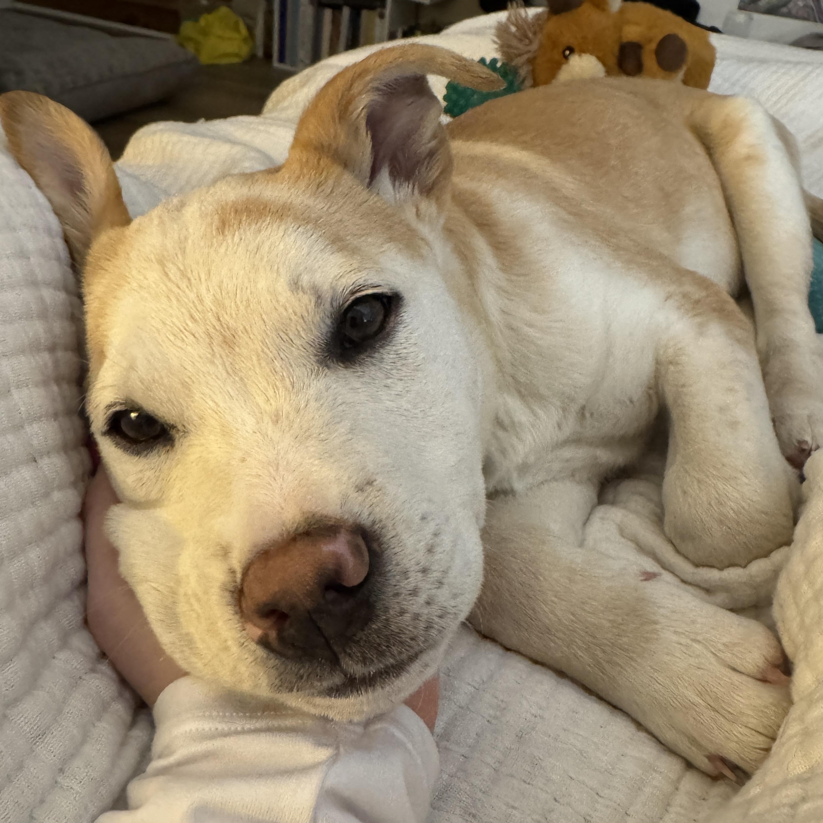 Patron Spirits - Local pup