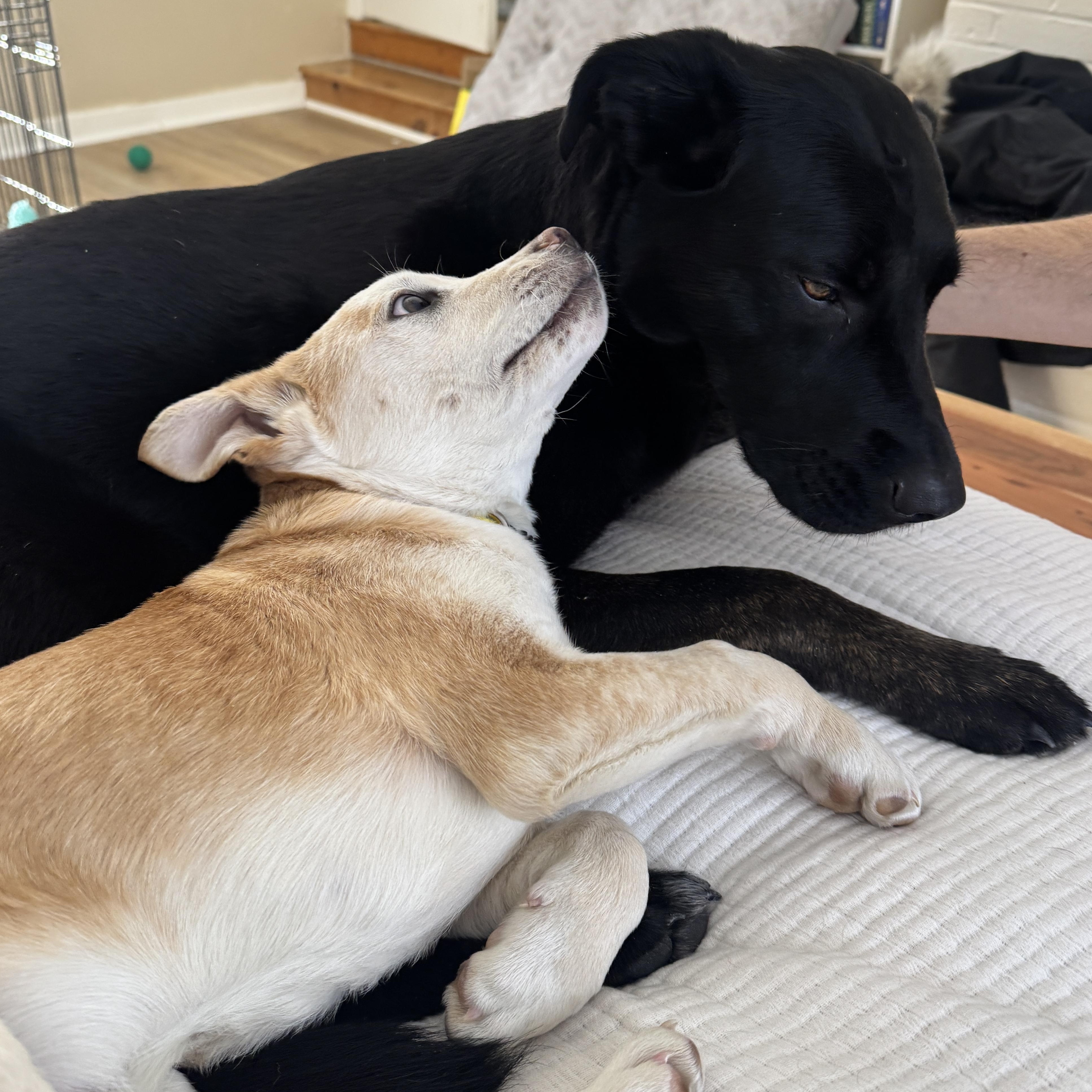 Patron Spirits - Local pup — thumbnail 2