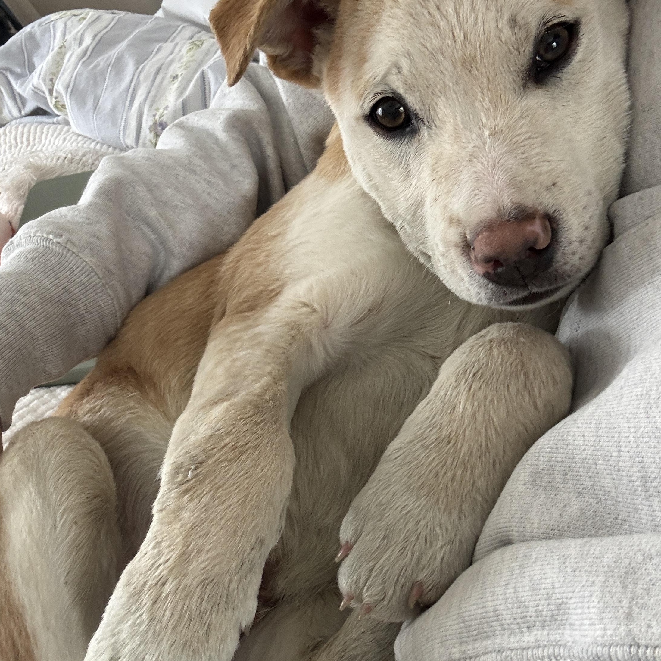 Patron Spirits - Local pup — thumbnail 3