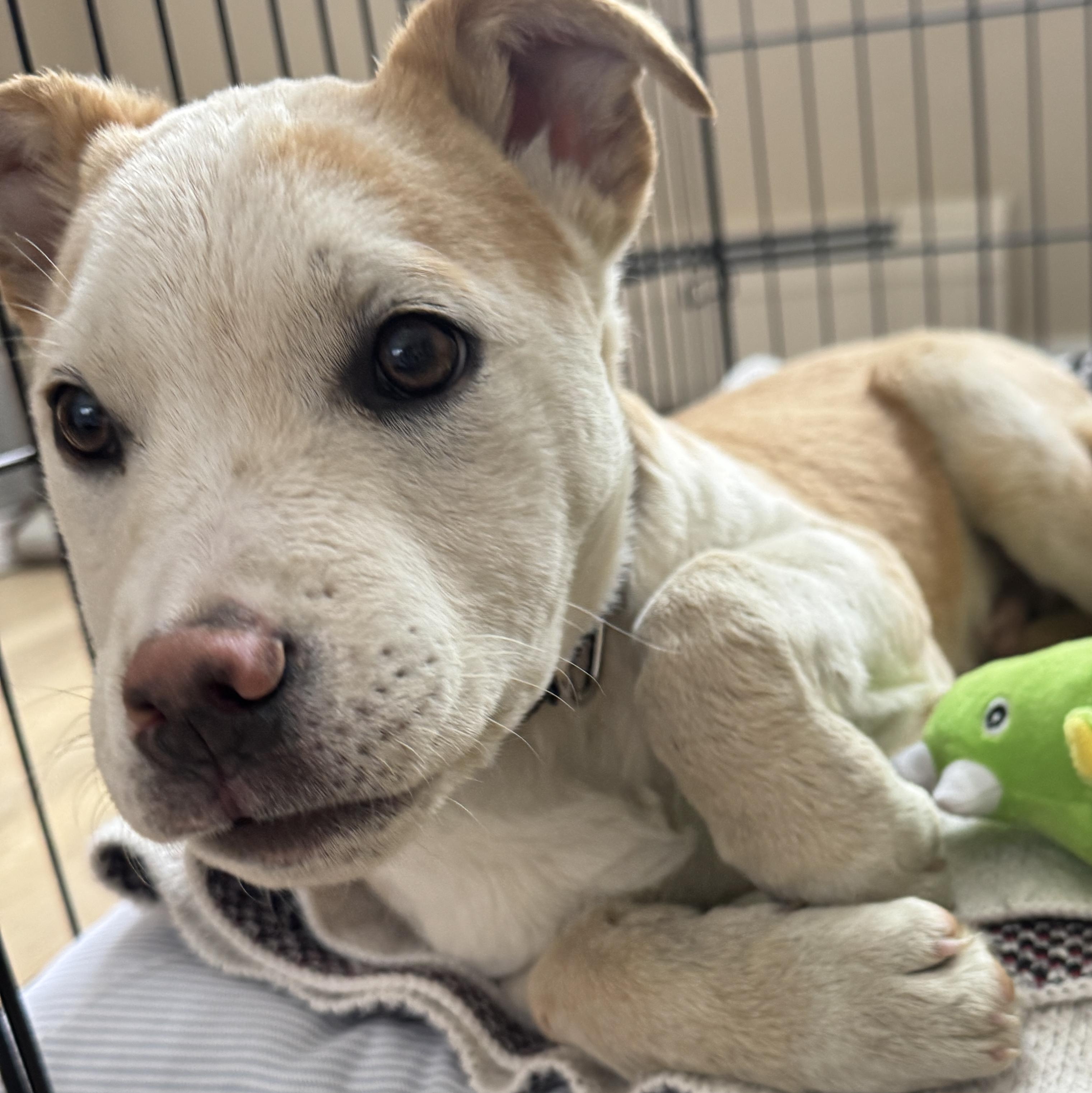 Patron Spirits - Local pup — thumbnail 4