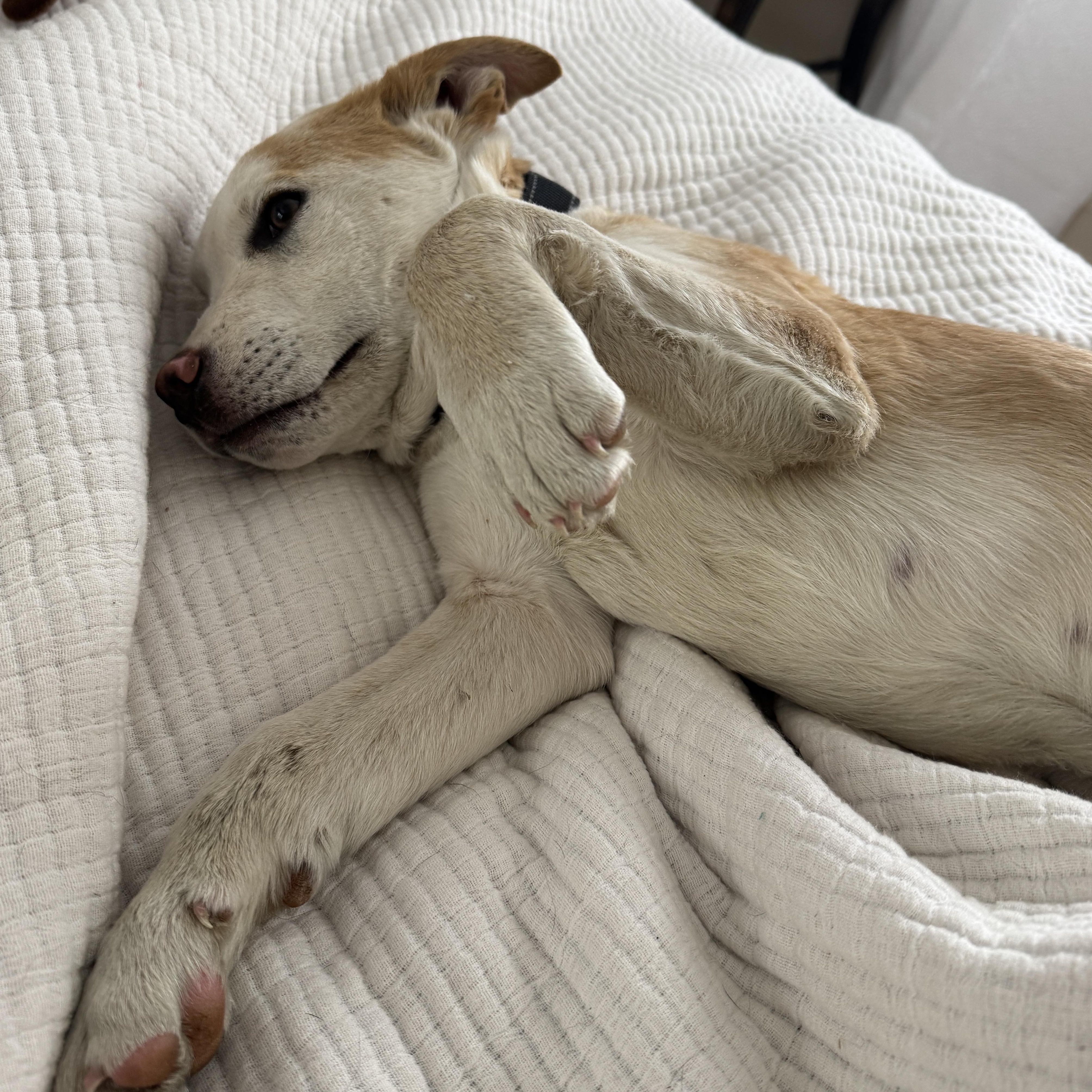 Patron Spirits - Local pup — thumbnail 5