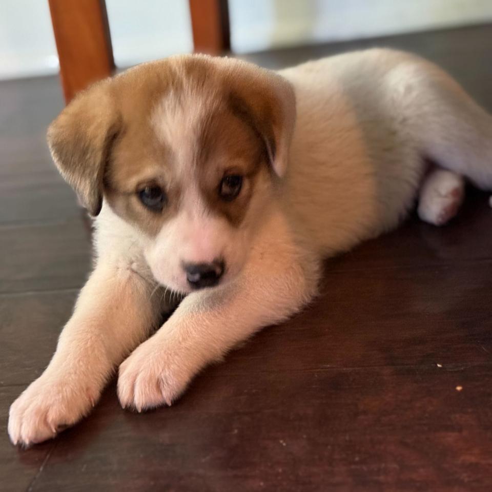 Enlarge Betty, a Adoptable Mixed Breed in Raleigh, NC image 1/6