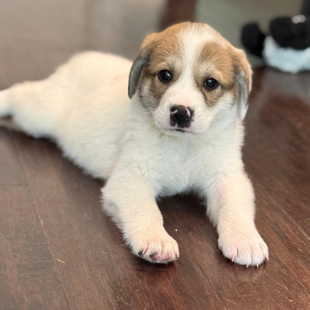 Enlarge Betty, a Adoptable Mixed Breed in Raleigh, NC image 5/6