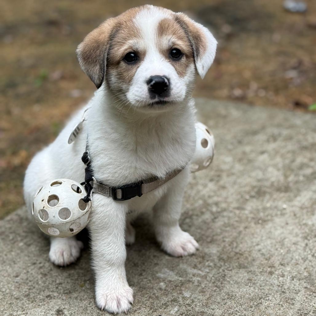 Enlarge Betty, a Adoptable Mixed Breed in Raleigh, NC image 6/6