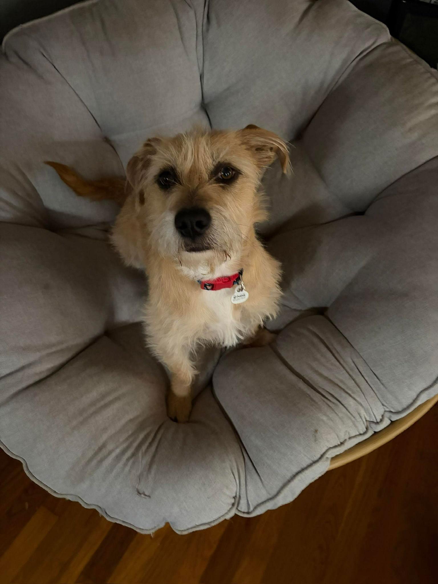 Enlarge Roomie, a Adoptable Terrier in Grafton, WI image 1/3