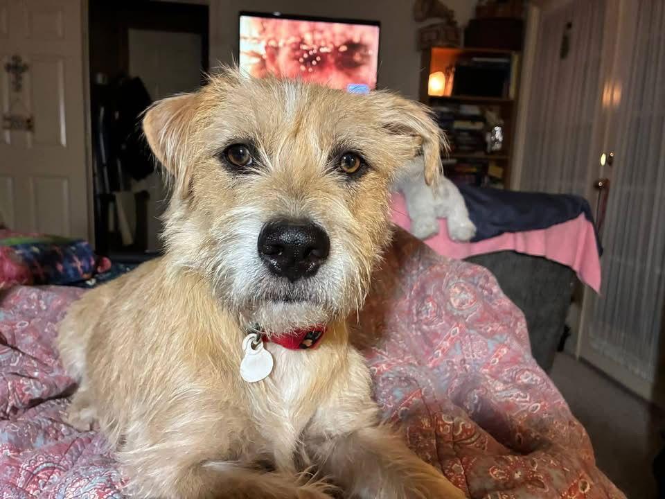 Enlarge Roomie, a Adoptable Terrier in Grafton, WI image 2/3