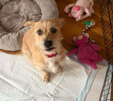Enlarge Roomie, a Adoptable Terrier in Grafton, WI image 3/3