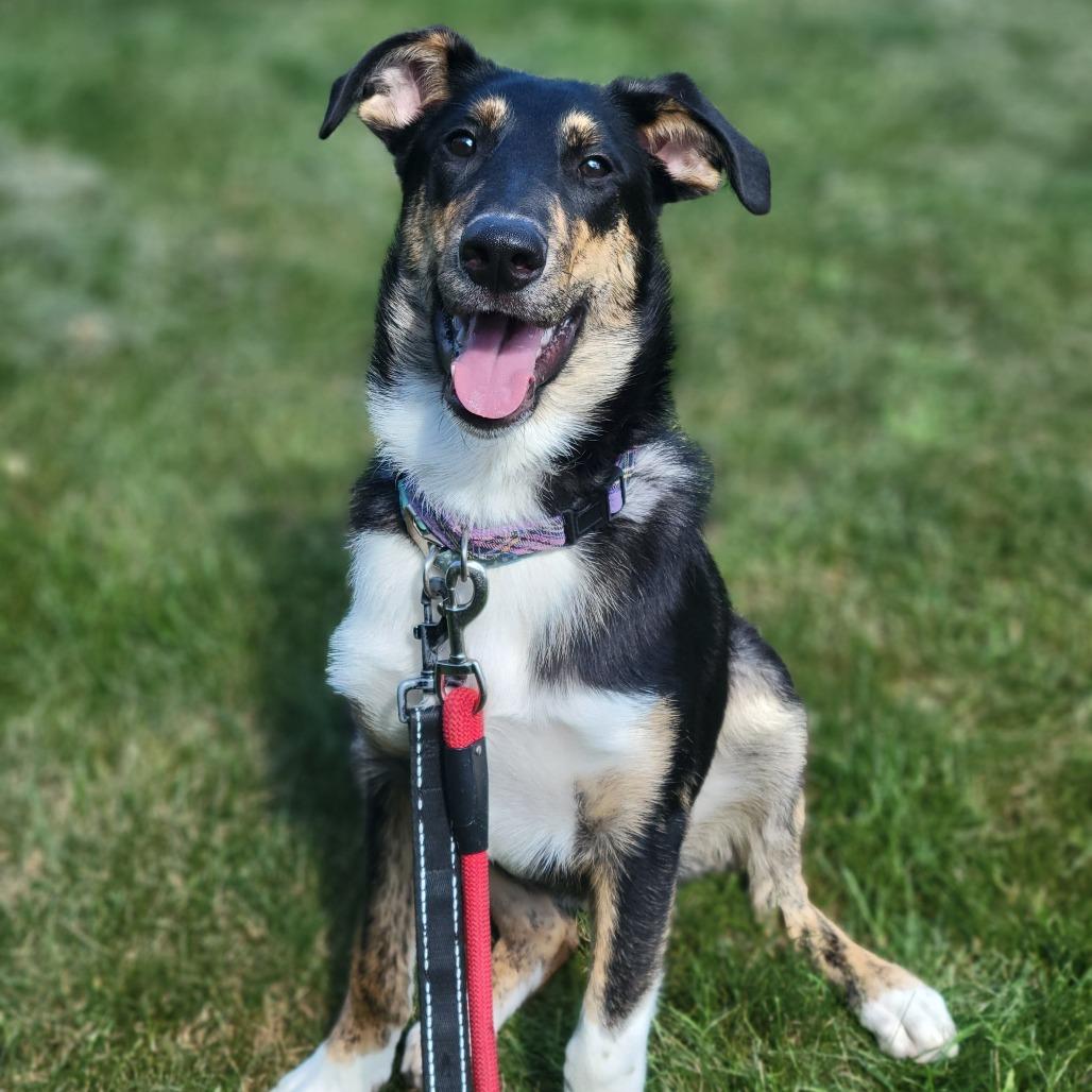 Enlarge Abel, a Adoptable mixed breed in South Elgin, IL image 1/6
