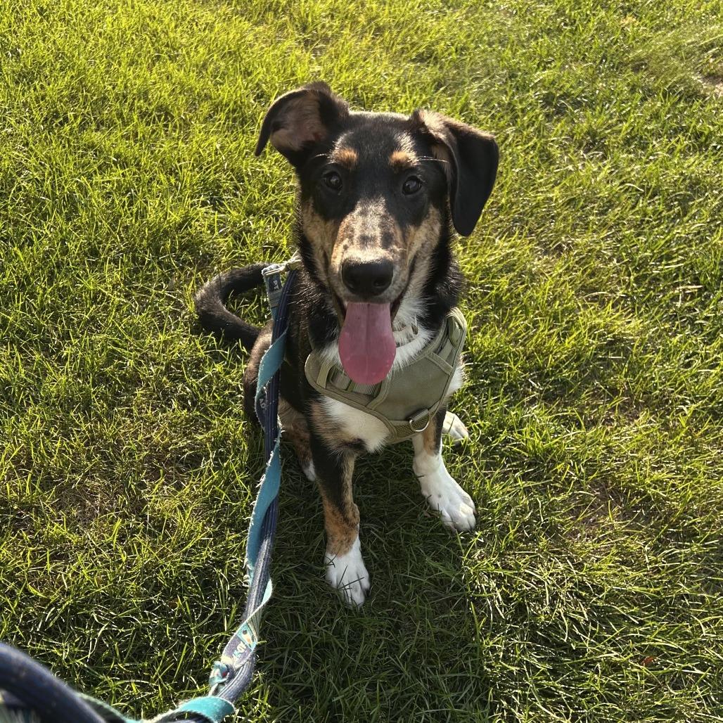 Enlarge Abel, a Adoptable mixed breed in South Elgin, IL image 2/6