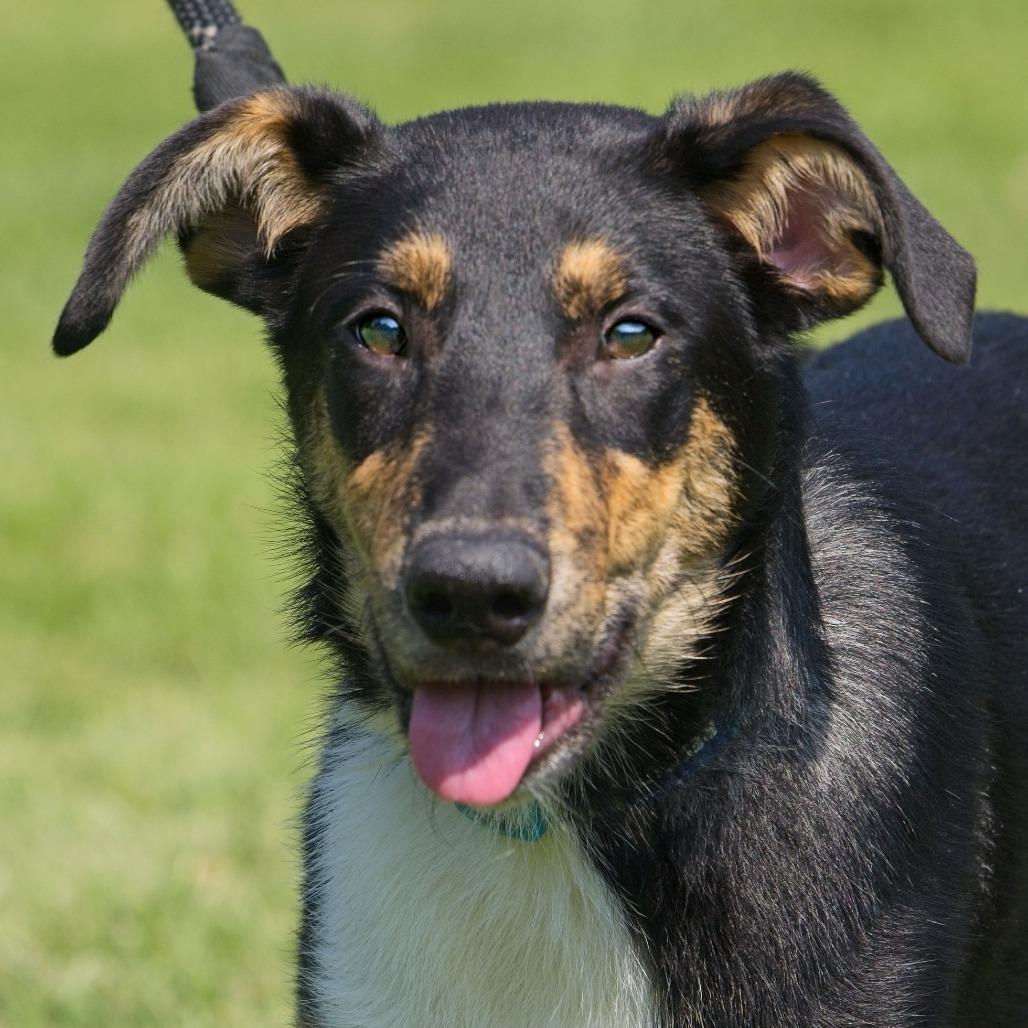 Enlarge Abel, a Adoptable mixed breed in South Elgin, IL image 3/6