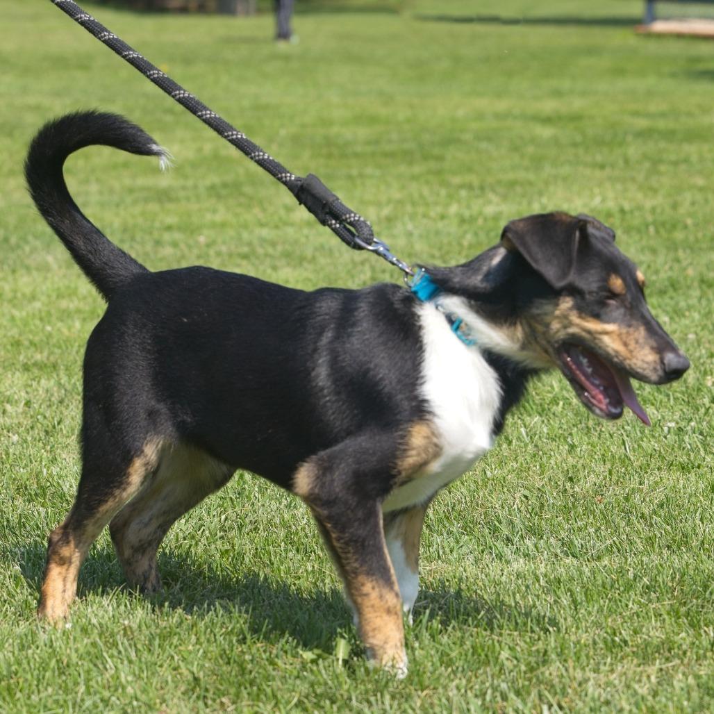 Enlarge Abel, a Adoptable mixed breed in South Elgin, IL image 4/6