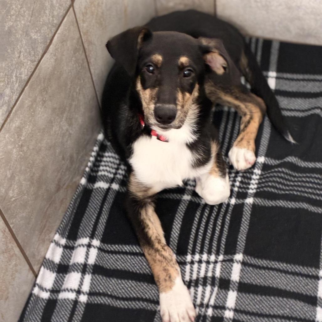 Enlarge Abel, a Adoptable mixed breed in South Elgin, IL image 5/6