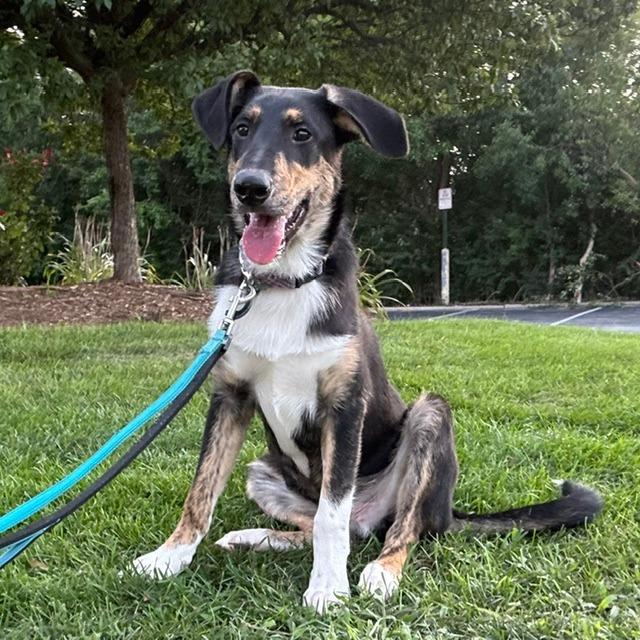 Enlarge Abel, a Adoptable mixed breed in South Elgin, IL image 6/6