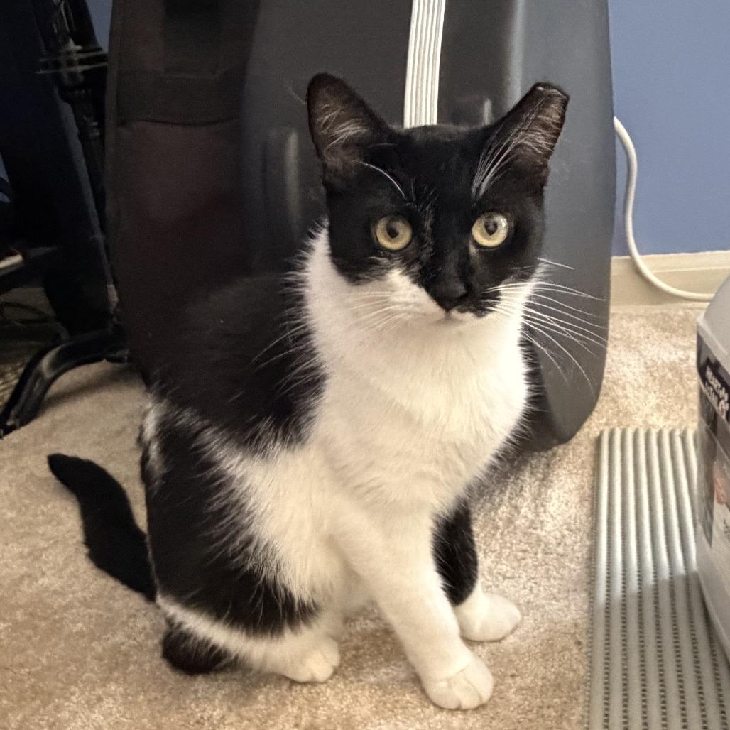 Velma & Fred- We're a Bonded Pair!, Adoptable, Adult Male Domestic Short Hair.