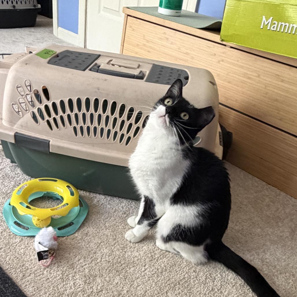 Enlarge Velma & Fred- We're a Bonded Pair!, a Adoptable Domestic Short Hair in Chicago, IL image 2/6