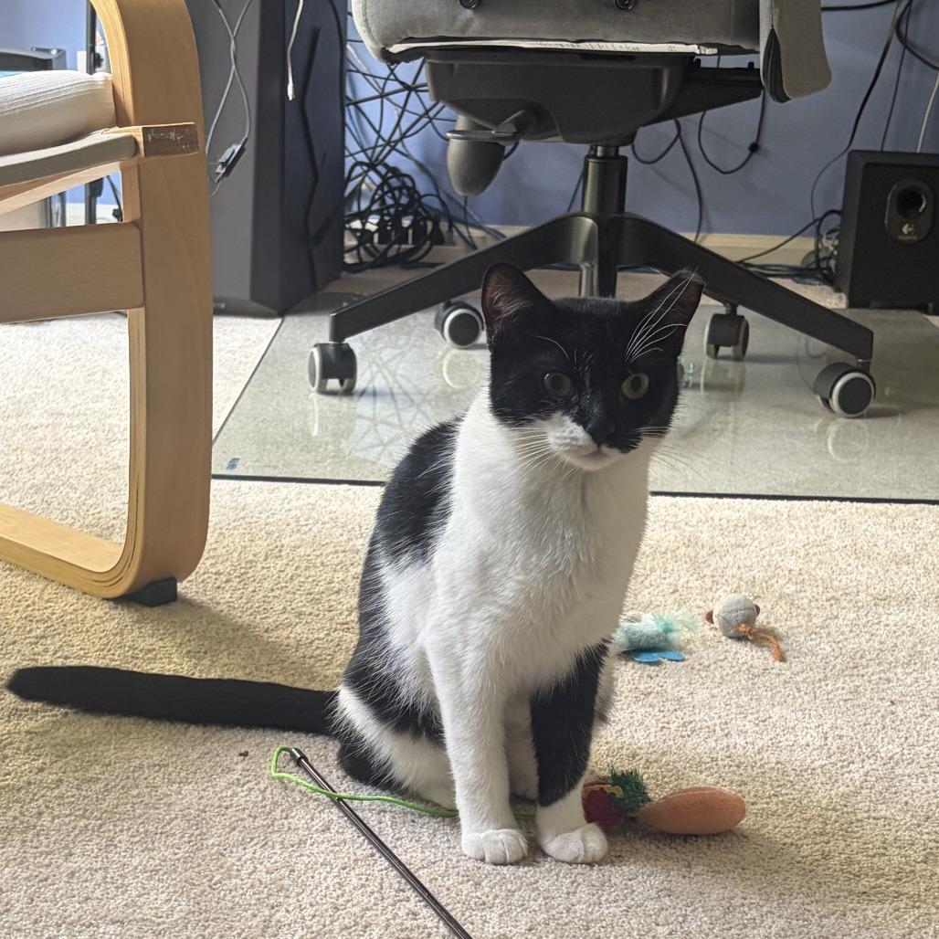 Enlarge Velma & Fred- We're a Bonded Pair!, a Adoptable Domestic Short Hair in Chicago, IL image 3/6