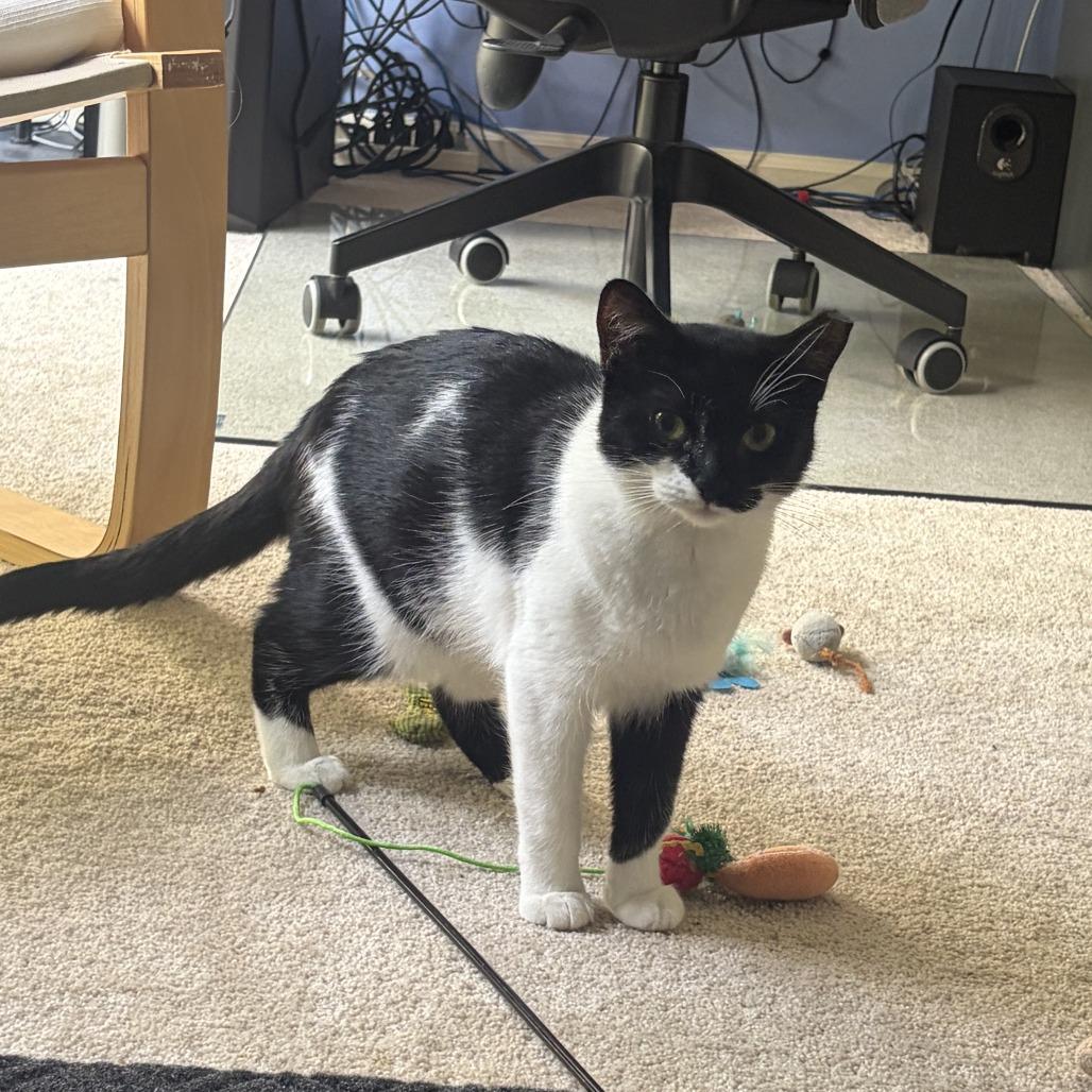 Enlarge Velma & Fred- We're a Bonded Pair!, a Adoptable Domestic Short Hair in Chicago, IL image 4/6