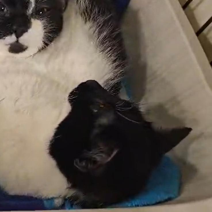 Enlarge Velma & Fred- We're a Bonded Pair!, a Adoptable Domestic Short Hair in Chicago, IL image 5/6