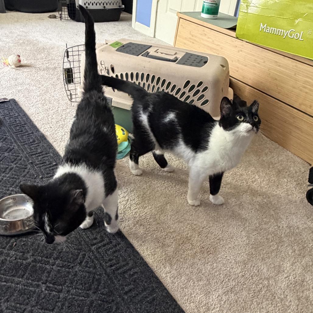Enlarge Velma & Fred- We're a Bonded Pair!, a Adoptable Domestic Short Hair in Chicago, IL image 6/6