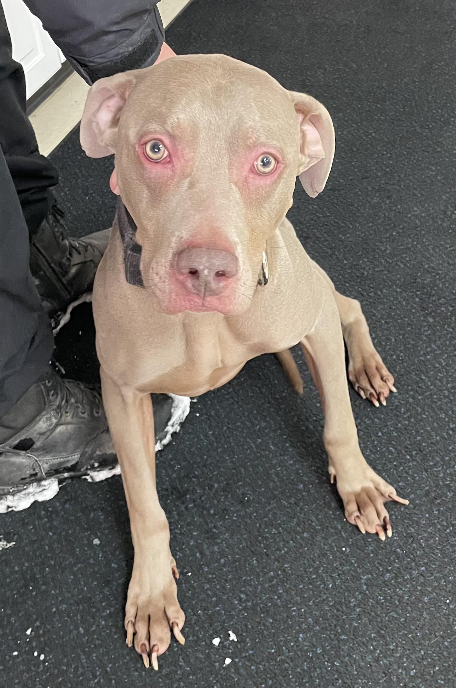 Enlarge Ranger PULLED BY RESCUE , an adopted Weimaraner in Canton, OH image 3/3