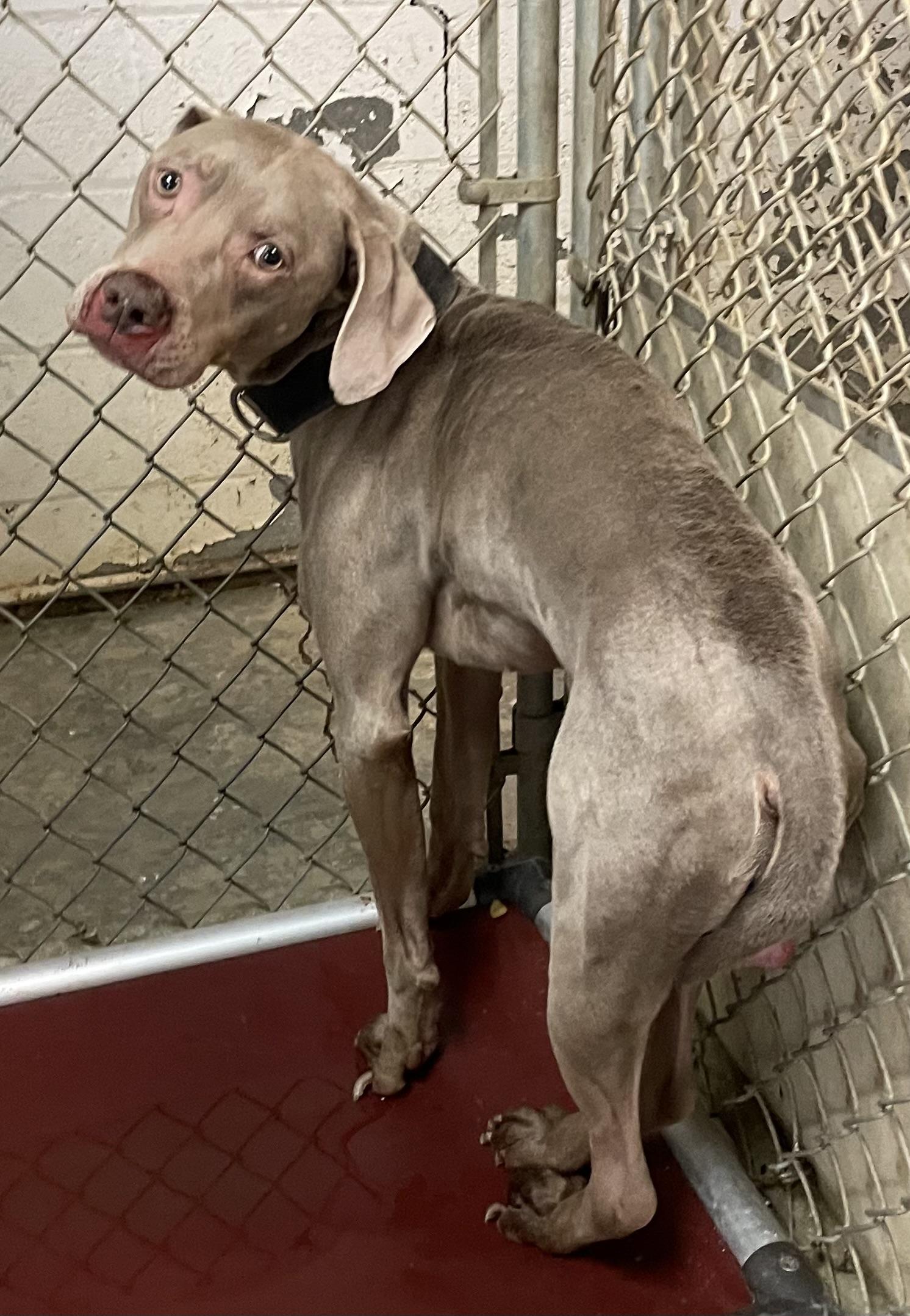 Ranger PULLED BY RESCUE , adopted, Adult Male Weimaraner.