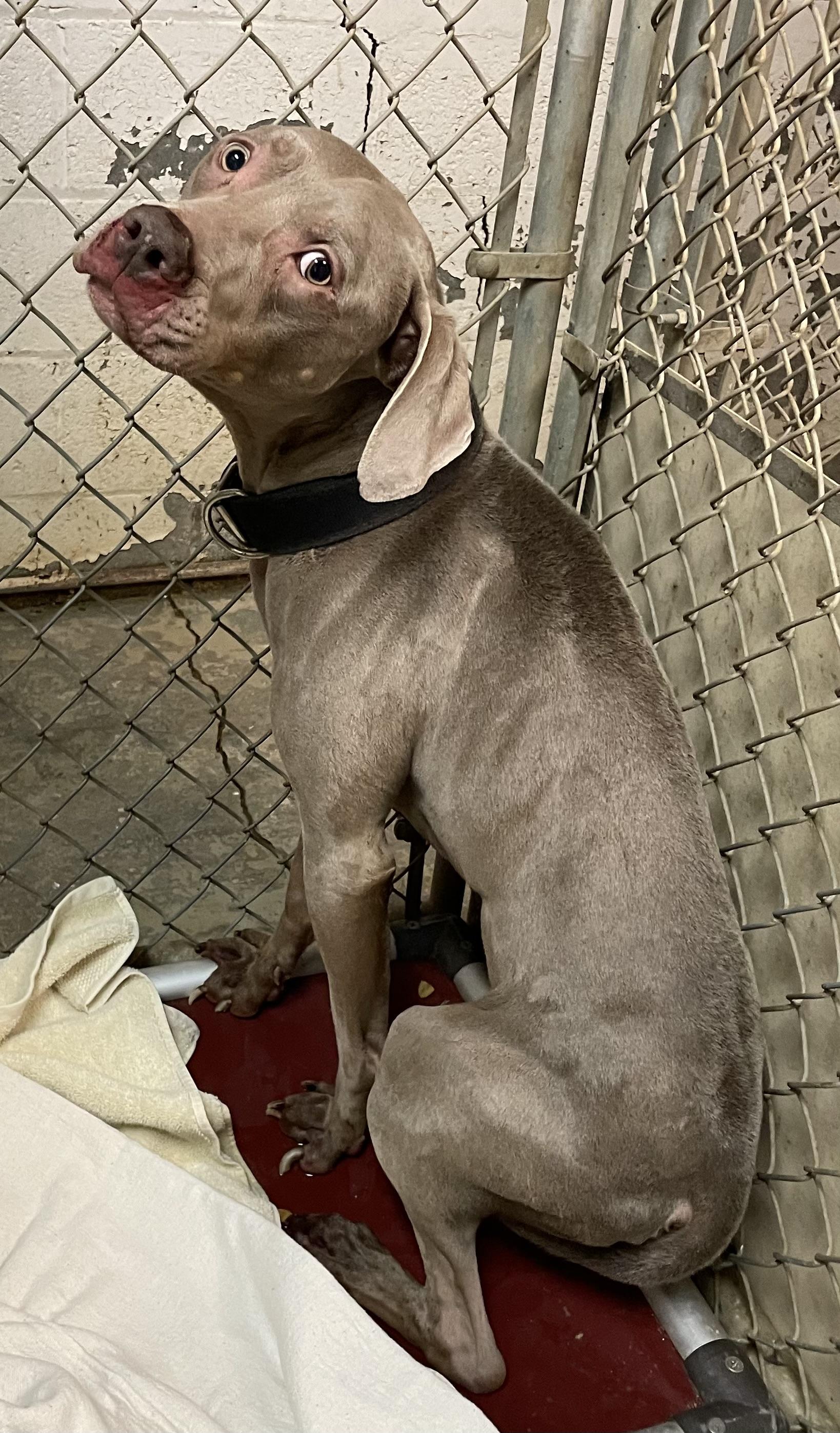 Enlarge Ranger PULLED BY RESCUE , an adopted Weimaraner in Canton, OH image 2/3