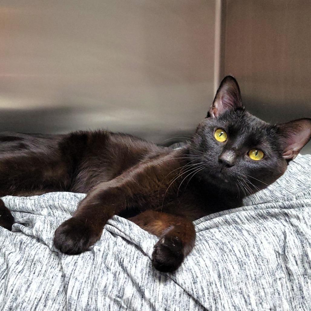 Slinky, Adoptable, Adult Male Domestic Short Hair.