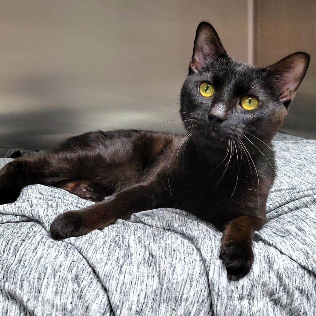 Enlarge Slinky, a Adoptable Domestic Short Hair in Michigan City, IN image 2/5