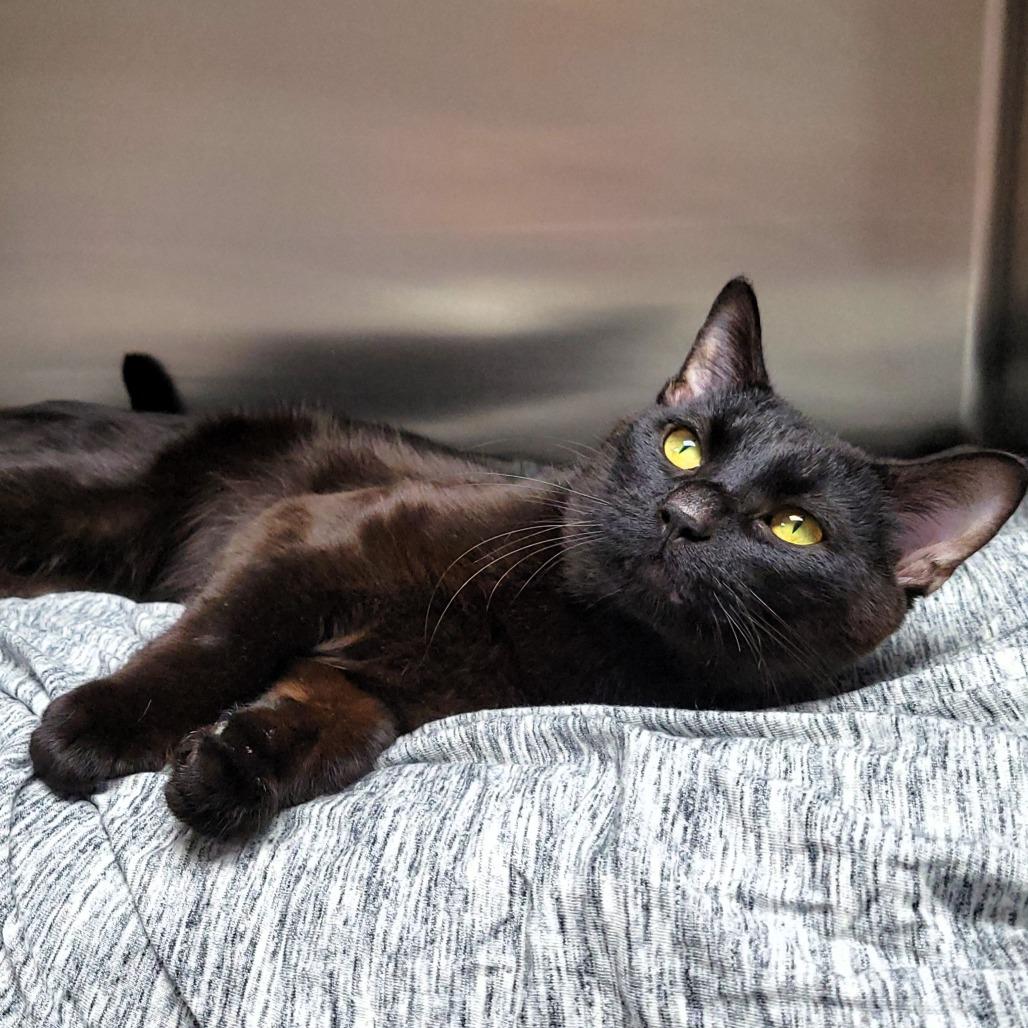 Enlarge Slinky, a Adoptable Domestic Short Hair in Michigan City, IN image 3/5