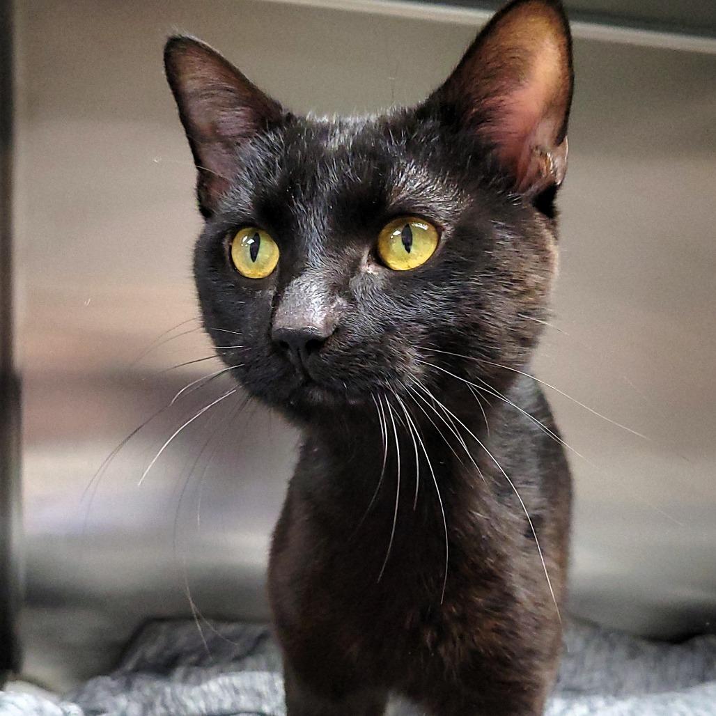Enlarge Slinky, a Adoptable Domestic Short Hair in Michigan City, IN image 4/5